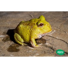 Rana Pacman Pikachu - Ceratophrys cranwelli